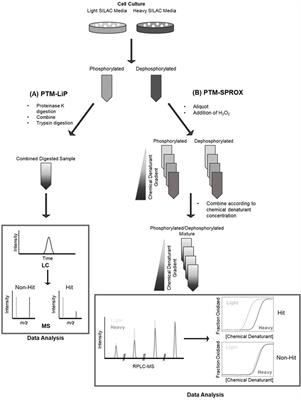 Toward the analysis of functional proteoforms using mass spectrometry-based stability proteomics